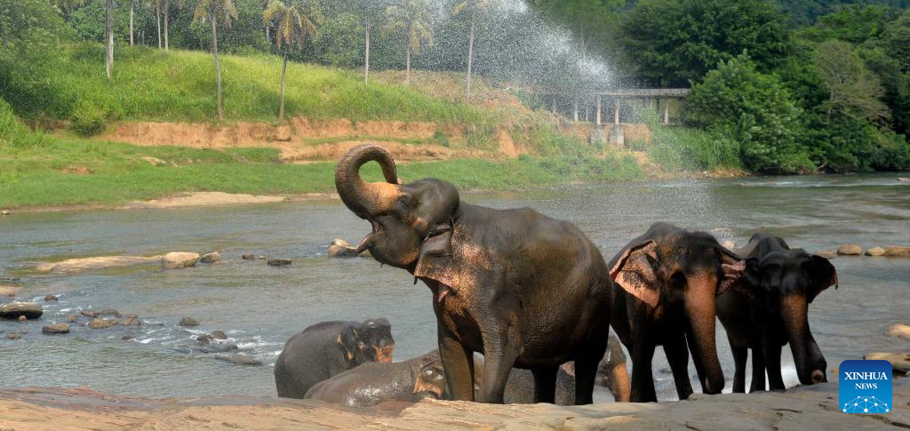 Gentle Giants Excursion